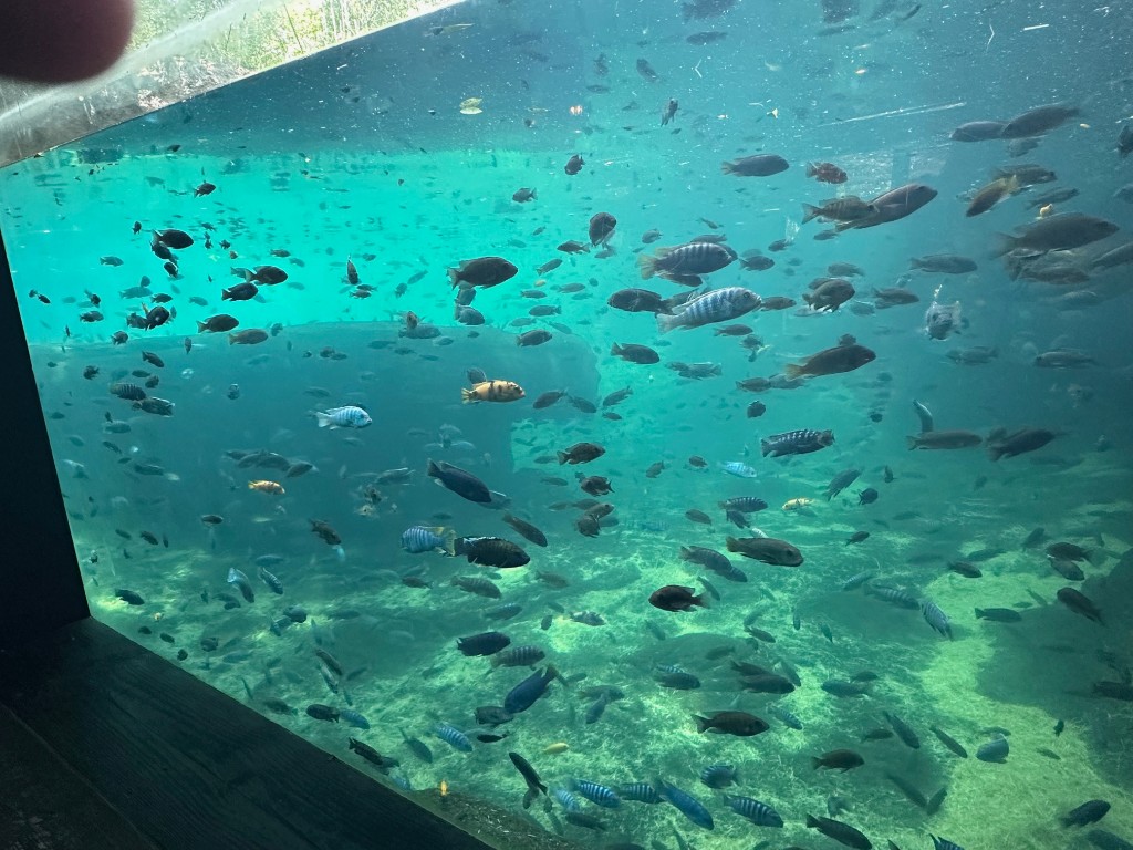 Underwater viewing tank with fish and a hippo silhouette