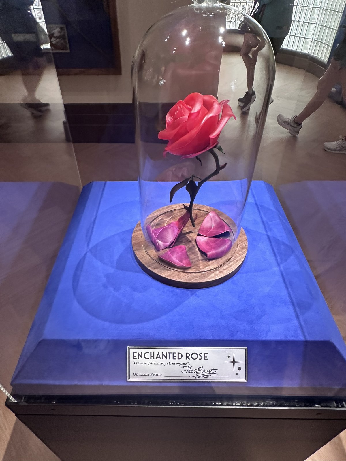 Enchanted Rose prop under glass at Animation Courtyard