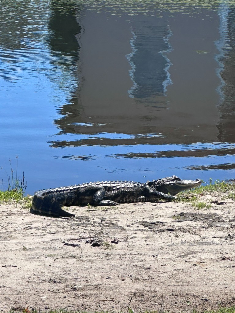 Alligator sunning on the bank at Fairways Golf Club